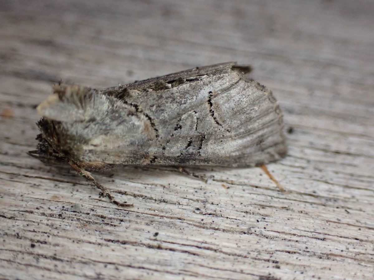markhows's tweet image. 56 species in the garden (VC29) this morning, but nothing of note