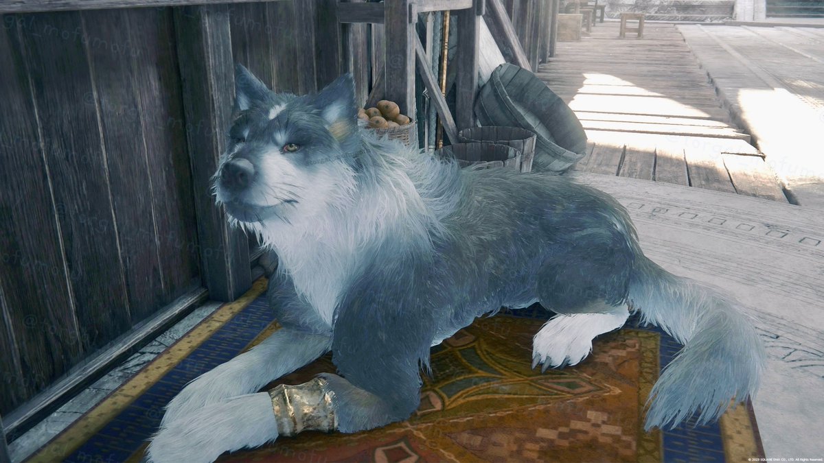 torgal_mofumofu's tweet image. 毎日暑いので無理せずのんびり🐺
It's hot every day, so let's take it easy and relax🐺
#FF16