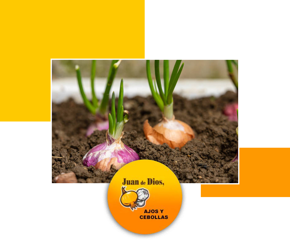 ajosjuandedios's tweet photo. ¿Tienes un negocio de alimentación, supermercado, exportadora o empresa de distribución? En Ajos Juan de Dios llevamos años ofreciendo venta al por mayor de #ajos y #cebollas con un trato directo, cercano y eficaz. Sin intermediarios ni rodeos.🧅🧄 https://t.co/LNES4NqYrA