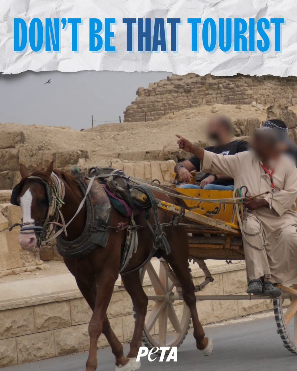PETAUK's tweet image. Forced to pull heavy carriage loaded with tourists in blistering heat. This horse deserves better.
Stay away from tourist activities involving animals.
#tourism #tourists #ecotravel #horses #horserides #travel #travelguide #animalrights