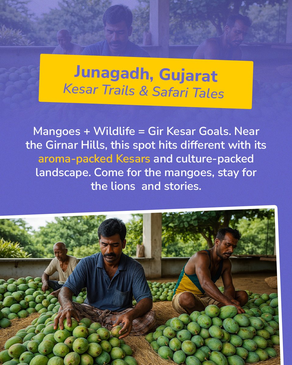gostopsofficial's tweet image. India’s mango trail is the ultimate fruity road trip. From heritage havens to beachy bites &amp;amp; offbeat oases - go get yourself mango’d this summer 😋🚗

#GoStops #GoMoreBeMore #LongWeekend #SoloTravel #Travel #Trip #Travelling #Adventures #India #Explore #Hostel