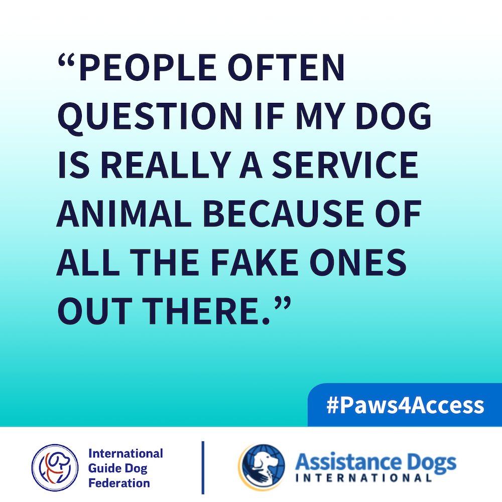 adiintl's tweet image. #didyouknow 65% of assistance dog users in our report faced skepticism due to the rising number of fake #assistancedogs? This need for verification adds to the emotional burden and frustration experienced by handlers. Read the full report here: assistancedogsinternational.org/resources/paws…