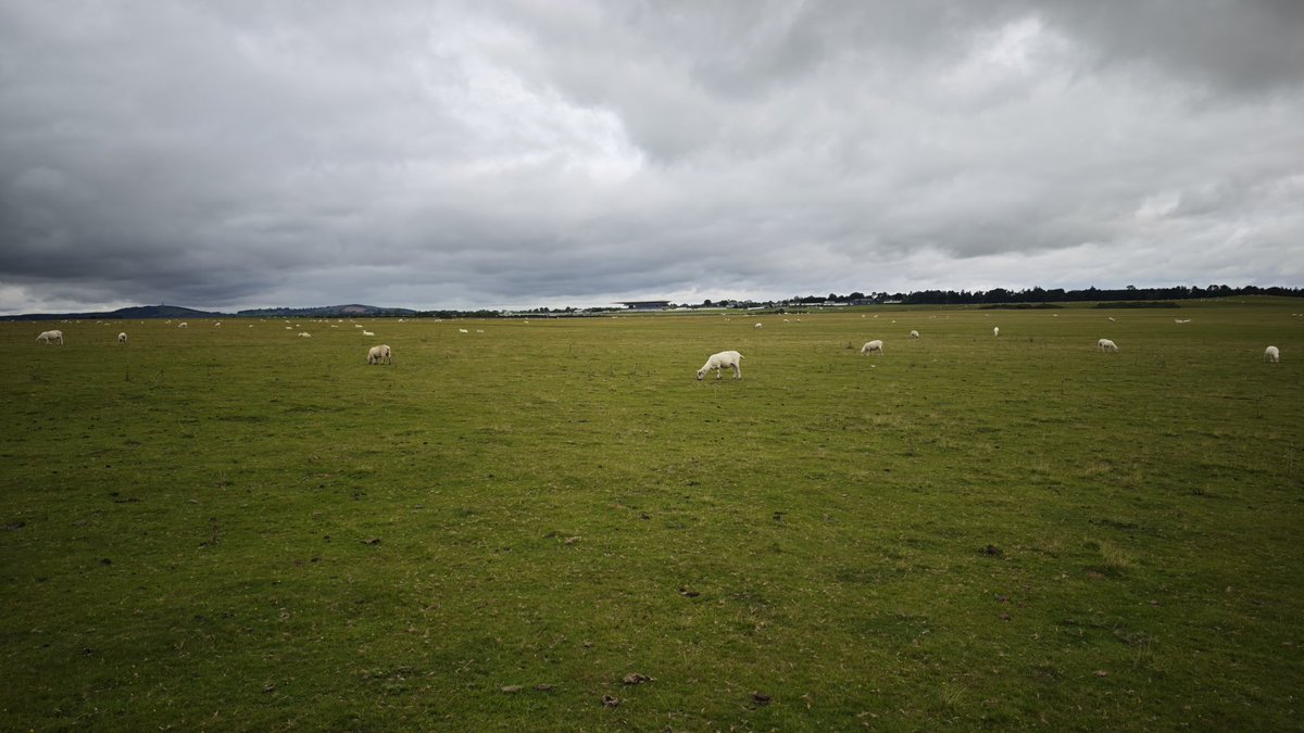 vcacic's tweet image. The Curragh 
#ireland #