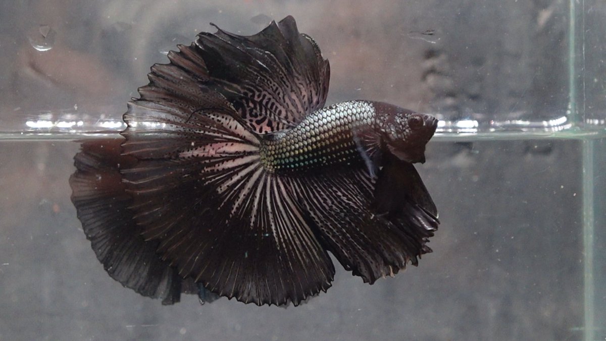 BettaSale's tweet photo. Copper Black Halfmoon | 0777678979 https://t.co/YJx8ZewnjN
