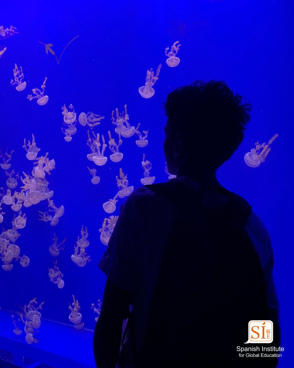 SpanishInstitut's tweet photo. Under the sea and understanding the sea… in Spanish. Our Teen Summer Immersion students took a trip to the Seville Aquarium to see some amazing marine life and learn their names in Spanish. 

🎥 Check out the Trivia question video https://t.co/5k1ymRozyd