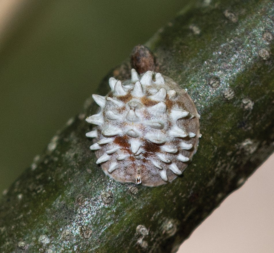 ZooKeys_Journal's tweet image. Description of one false pit scale species from south China: doi.org/10.3897/zookey…

#taxonomy #newspecies #entomology