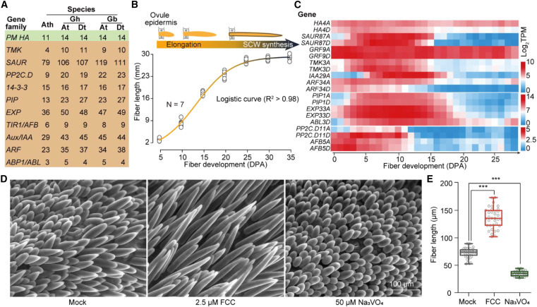 CellPressNews's tweet image. Harnessing the acid growth theory to optimize apoplastic acidification for enhancing cotton fiber elongation
hubs.li/Q03xdCm80
July featured research article from #PlantCommunications (@MPlantPCom)