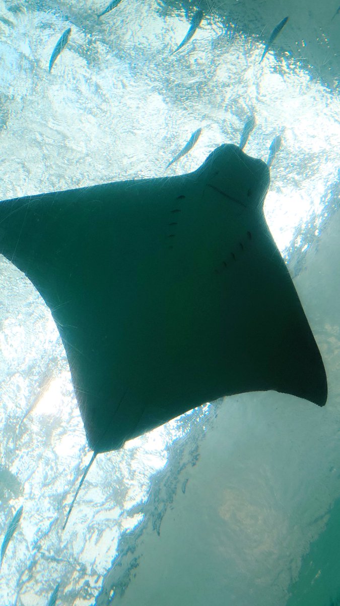 ヒンヤリ出来るかと思ったらめちゃくちゃ人がいてなるほどsummer vacation kids…………🏖️🌈🌞って感じでした。ﾂｶﾚﾏﾐﾀ😇😇😇😇😇