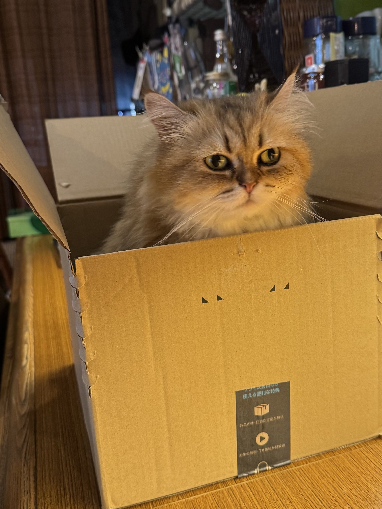 ねこ ねこになりたい on X: