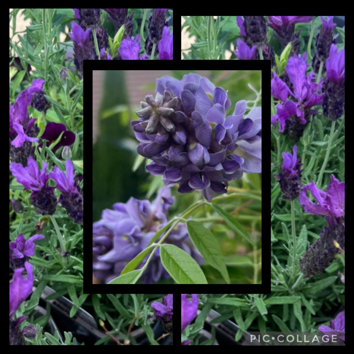 Trinkle96619465's tweet image. #TuesdayBlue ๐ Good morning ๐ main pic, one of my funny little Wysteria flowers has never been the cascading type, 2nd time flowering this year. Set against a background of bee loving Lavender.