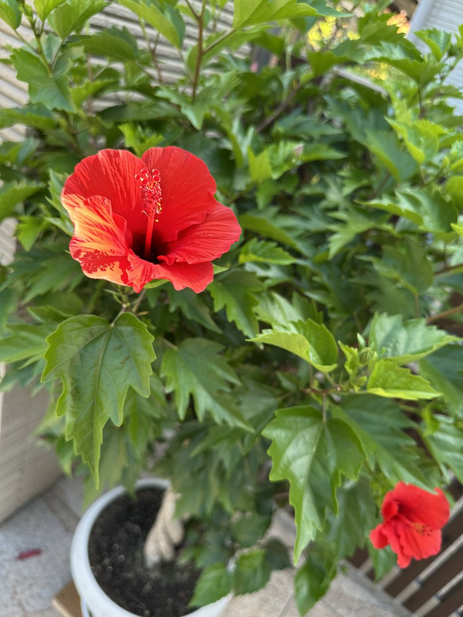 yukidai8's tweet image. 夏
