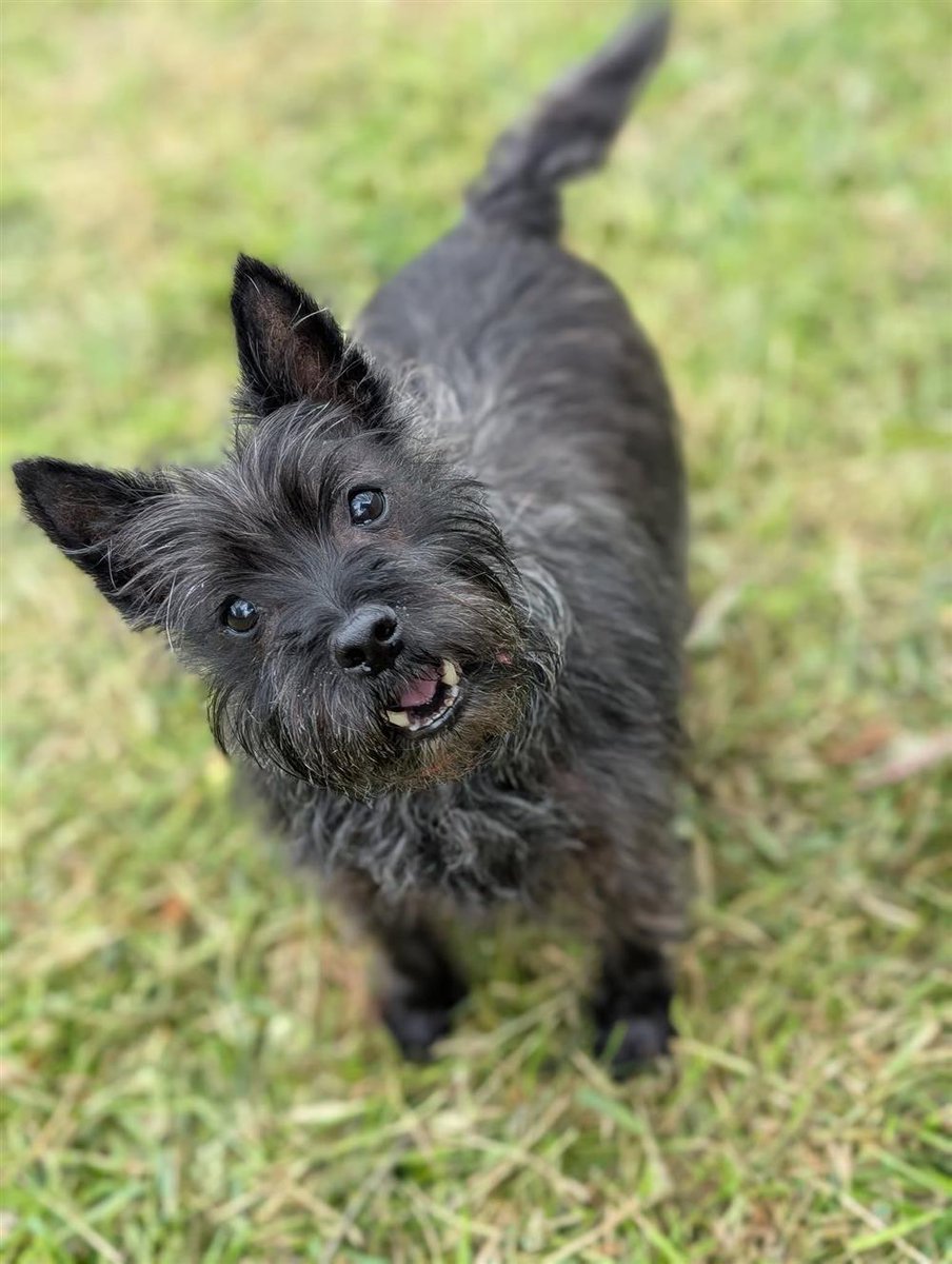 #rehomehour 
Lettie 9 yr 3 month old Cairn Terrier, she's a typical 
terrier with a big personality, will bark for treats, enjoys 
walks, has lived with a dog, fine with dog savvy kids 
8+, friendly intelligent and like a pub visit, more 
info/adopt him from <a href="/BleakholtUK/">Bleakholt Official</a>