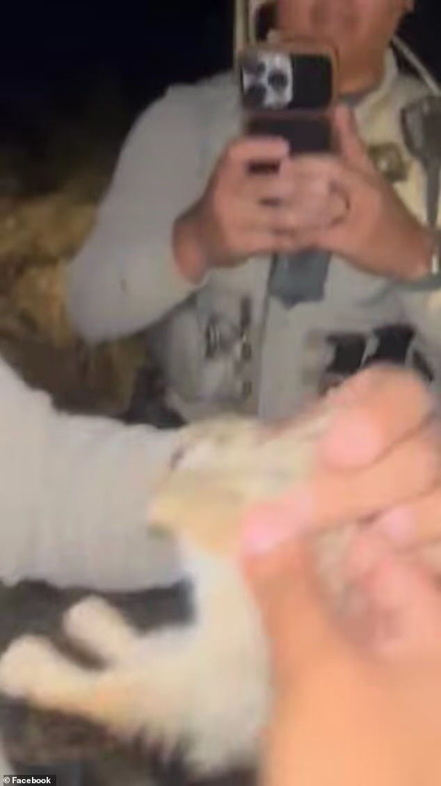 XposeTrophyHunt's tweet image. Sickening moment Grant County Sheriff's Deputy,Alejandro Gomez, 27, was caught in cellphone video laughing as he fatally injured a tiny baby rabbit by throwing it at his vehicle,after threatening his colleague with a Taser. Gomez placed on leave & charged.
dailymail.co.uk/news/article-1…