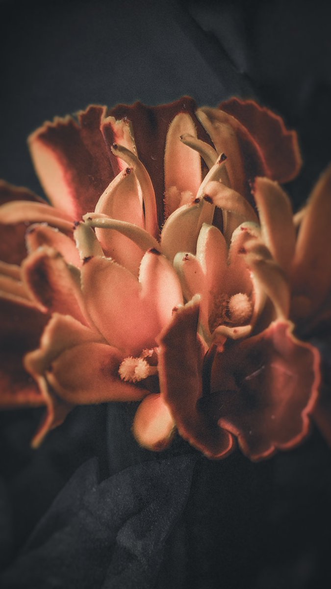 psychoticstate's tweet image. sbiadito, eppure così bello
#macro #flowerphotography #NatureBeauty