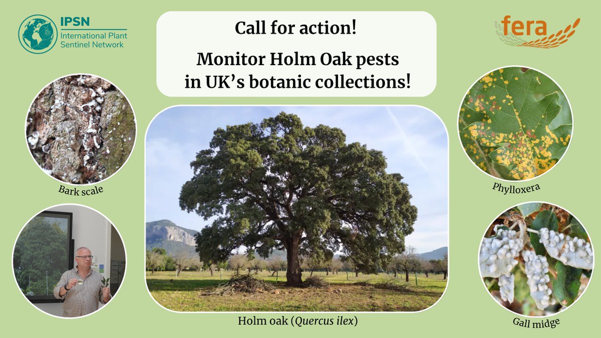 IPSN_BGCI's tweet image. 📢Call to Action (UK-based initiative)!
Help establish a baseline for key pests affecting Holm Oak (Quercus ilex) across UK botanic gardens🧐🌳
🔎Monitor trees at your site
📙Protocol & guide provided
✅Register your interest: forms.office.com/e/xvi0rsvfVh
#TreeHealth #UKBotanicGarden
