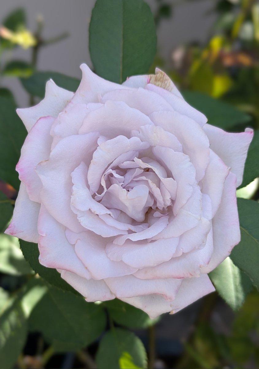 j5FTNd42bUc1k3D's tweet image. 淡い藤色です。

亜欧(あお)