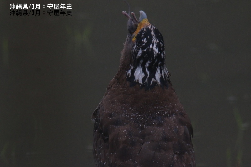 BirdResearch's tweet image. 【ID-BIRD】トリクイズ
今月のピックアップは、外来種である有毒のオオヒキガエルを食べることができます!
bird-research.jp/1_katsudo/id-b…