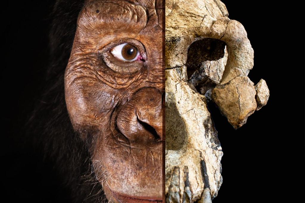 4gottenHist's tweet image. So I’m currently researching our ancient human origins, and I came across this fascinating ancestor:
Australopithecus anamensis lived 4 million years ago.
They walked on two legs, had ape-like faces, and possibly started the path that led to us.
Without them, we might not be…