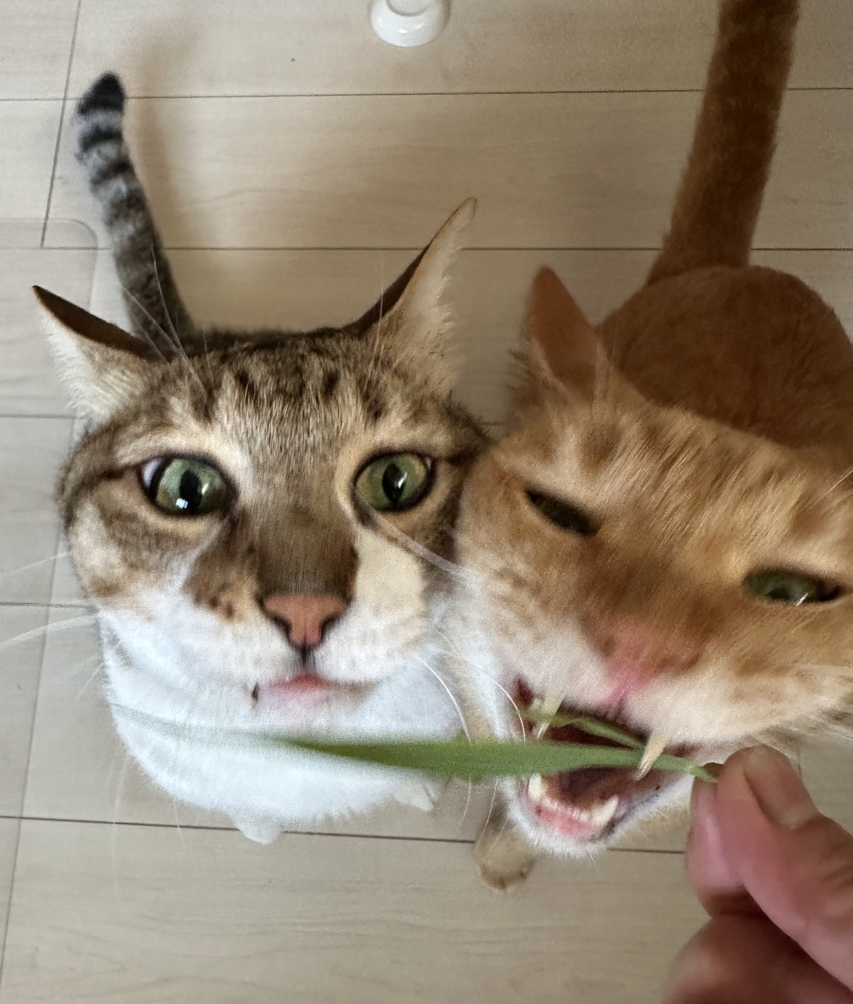 ねこ好き 楽天市場】JXK Studio JXK196C 猫フィギュア 猫好き ペット 動物