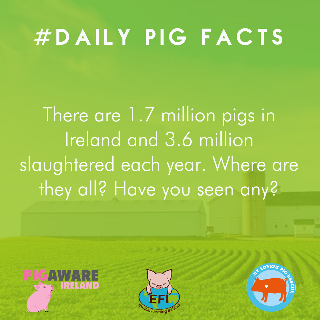 ethicalfarmIE's tweet image. We see sheep & cattle grazing in fields all over Ireland but where are the pigs? Some try to claim it's for their own good, they don't like being outdoors. Their natural environment is woodland, not an overcrowded pen in a barren shed with no proper enrichment #PigAwareIreland 🐷