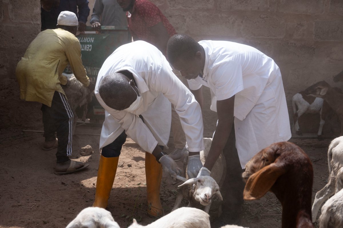 Peste des Petits Ruminants is deadly but preventable!
Safe, effective &amp; affordable vaccines offer lifelong protection.

In partnership with 🇪🇺, we’re working with communities Northern Ghana🇬🇭 to protect livelihoods and safeguard small ruminants.