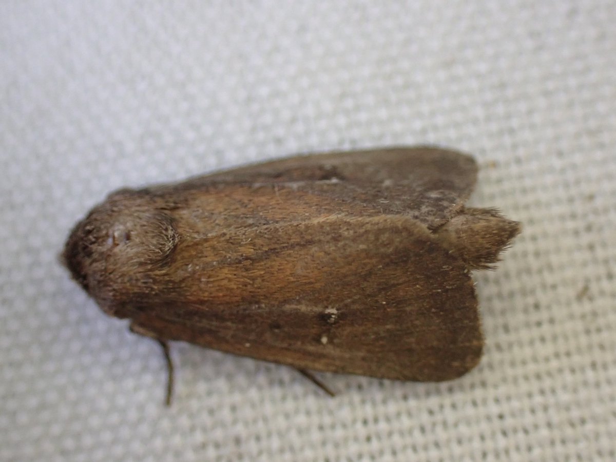markhows's tweet image. 54 species in my nature reserve this morning (VC29), it was a bit of a wainscot fest