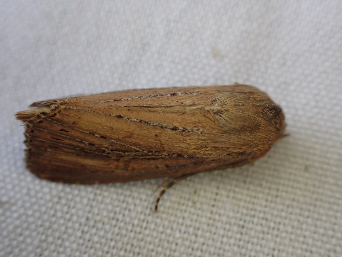 markhows's tweet image. 54 species in my nature reserve this morning (VC29), it was a bit of a wainscot fest