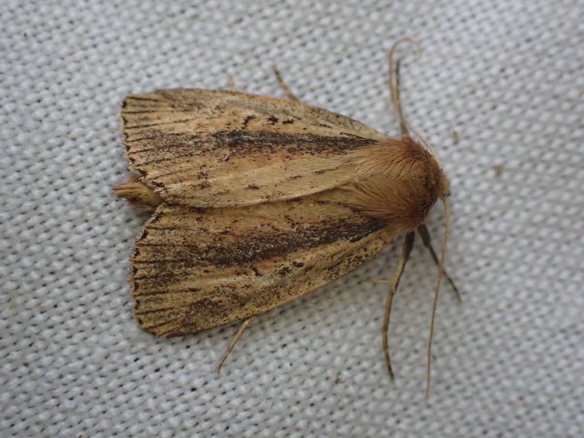 markhows's tweet image. 54 species in my nature reserve this morning (VC29), it was a bit of a wainscot fest