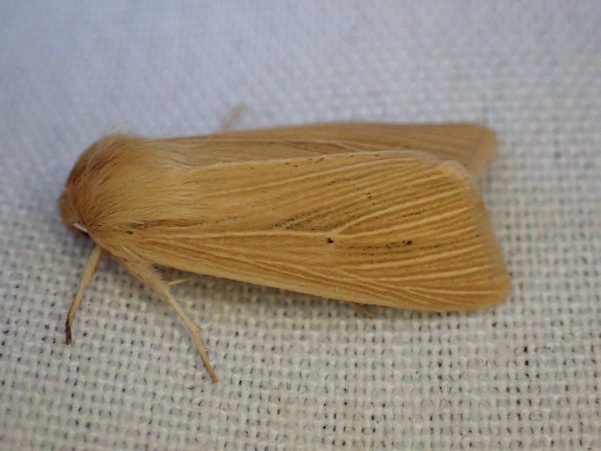 markhows's tweet image. 54 species in my nature reserve this morning (VC29), it was a bit of a wainscot fest