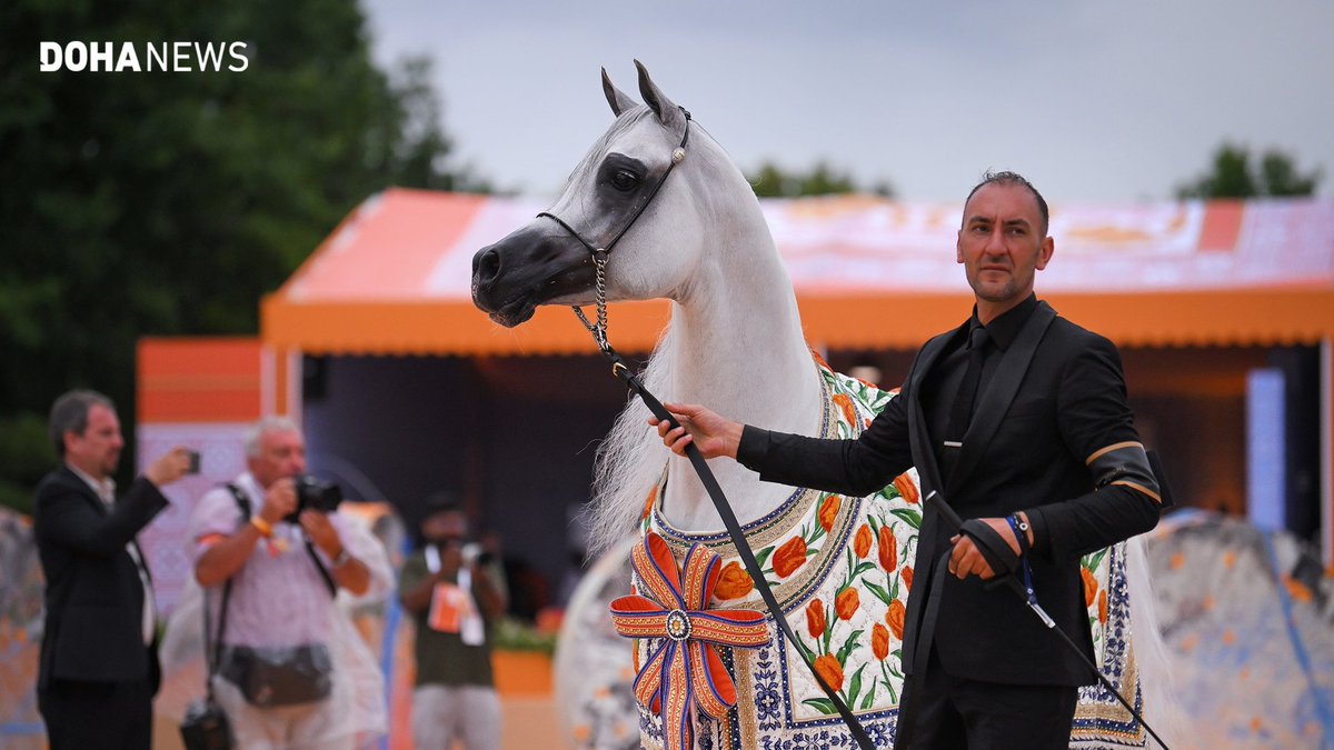 dohanews's tweet image. Qatari #horses won multiple medals at the recently-concluded round of the Arabian Horse Tour, held in #Netherlands’ #Valkenswaard. In a competition that featured elite Arabian horse stables from around the World, Al Shaqab’s Veronica B as well as Shahaleel Al-Shaqab and Berlin MP…