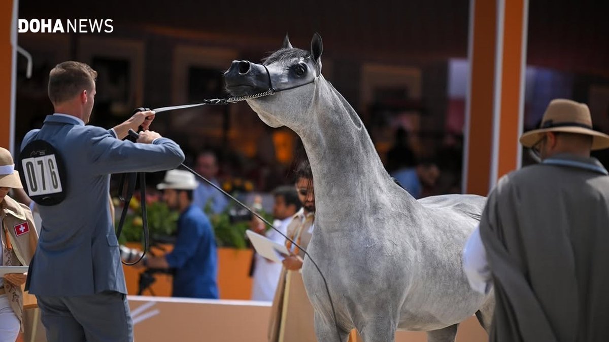 dohanews's tweet image. Qatari #horses won multiple medals at the recently-concluded round of the Arabian Horse Tour, held in #Netherlands’ #Valkenswaard. In a competition that featured elite Arabian horse stables from around the World, Al Shaqab’s Veronica B as well as Shahaleel Al-Shaqab and Berlin MP…