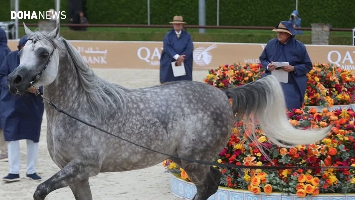 dohanews's tweet image. Qatari #horses won multiple medals at the recently-concluded round of the Arabian Horse Tour, held in #Netherlands’ #Valkenswaard. In a competition that featured elite Arabian horse stables from around the World, Al Shaqab’s Veronica B as well as Shahaleel Al-Shaqab and Berlin MP…
