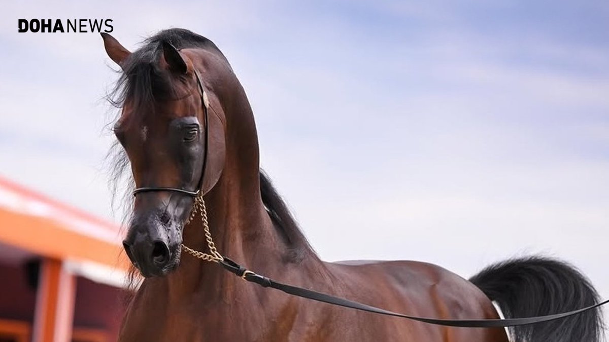 dohanews's tweet image. Qatari #horses won multiple medals at the recently-concluded round of the Arabian Horse Tour, held in #Netherlands’ #Valkenswaard. In a competition that featured elite Arabian horse stables from around the World, Al Shaqab’s Veronica B as well as Shahaleel Al-Shaqab and Berlin MP…