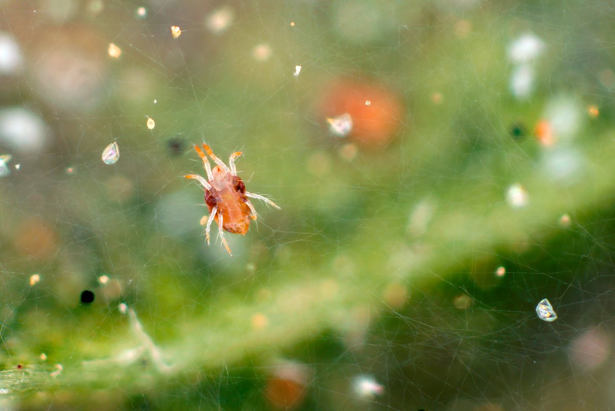 La araña roja repunta en los #cítricos 🍋murcianos

¡Estos son los consejos de <a href="/sipcam_iberia/">SIPCAM Iberia</a>!

👉fhmurcia.com/noticia-32261-…