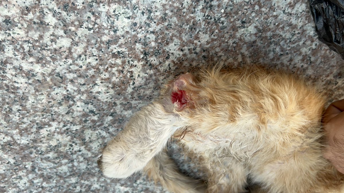 RescueCare's tweet image. While on my way to search for food for the shelter cats and my family, I came across a kitten unable to walk, in critical condition due to a leg injury.๐ญ๐ฉ๐ I gave her first aid๐จ๐, but she needs to see a doctor.๐๐ I will wait until the bombing stops for a bit and then Iโฆ