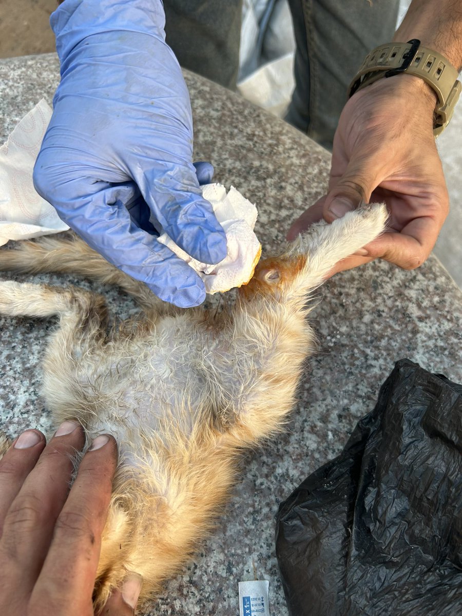 RescueCare's tweet image. While on my way to search for food for the shelter cats and my family, I came across a kitten unable to walk, in critical condition due to a leg injury.๐ญ๐ฉ๐ I gave her first aid๐จ๐, but she needs to see a doctor.๐๐ I will wait until the bombing stops for a bit and then Iโฆ