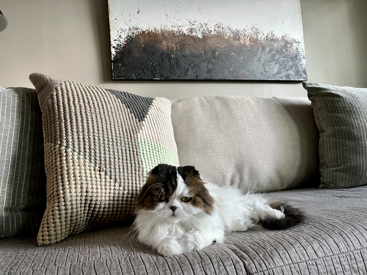 JustCoolStories's tweet image. Ray says good morning, #5amwritersclub.
#writing #CatsOfTwitter #CatsOfX #Reading #shortstories #BooksWorthReading