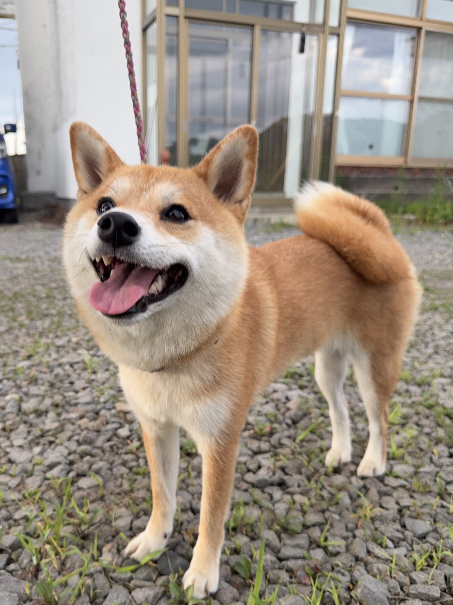 豆柴のおと / おっちゃんねる (@mameoto0925) / X