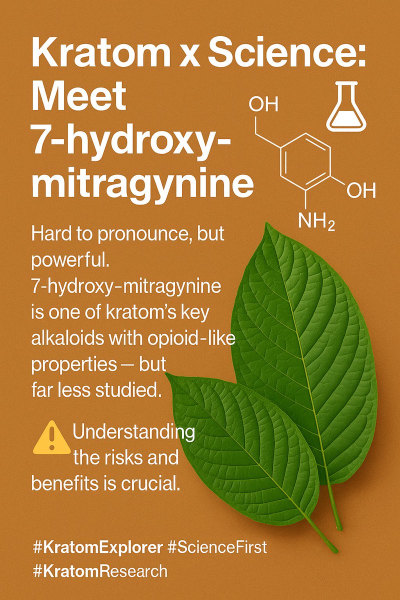 KratomExplorer's tweet image. 🧪 Kratom x Science: Meet “7-hydroxy-mitragynine”
🔬
Hard to pronounce, but powerful.
7-hydroxy-mitragynine is one of kratom’s key alkaloids with opioid-like properties — but far less studied.

⚠️ Understanding the risks and benefits is crucial.
#KratomExplorer #ScienceFirst