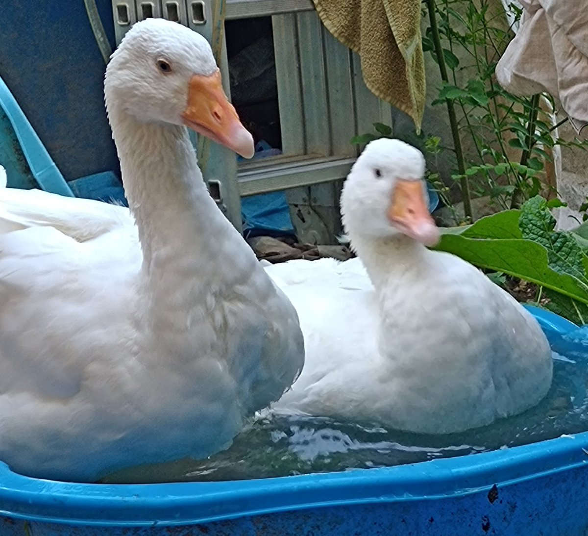 So lassen sich 34 Grad im Schatten gut aushalten.

Witschel und Watschel 🪿🪿 
(und für alle: das sind Familienmitglieder)