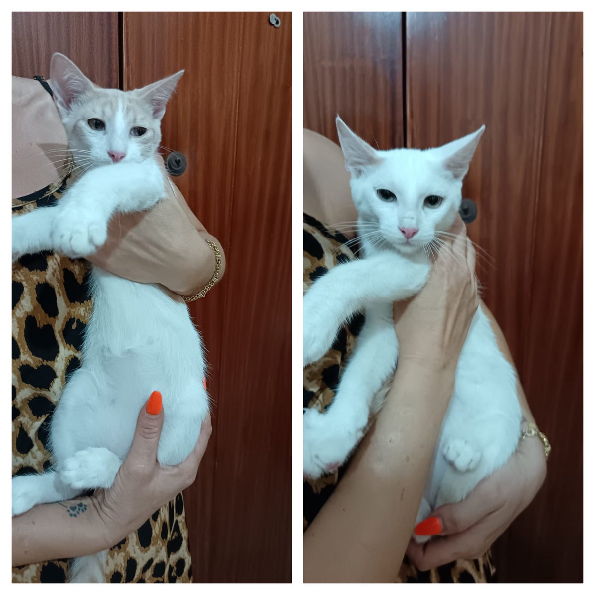 RandagiBaffi's tweet image. Loro sono due fratellini di circa quattro mesi. Sverminati, spulciati, primo vaccino fatto e mamma testata fiv felv negativa. Arrivo a Torino sabato 26 luglio. Si cerca disperatamente stallo o meglio ancora adozione. Info whatsapp 3496067443