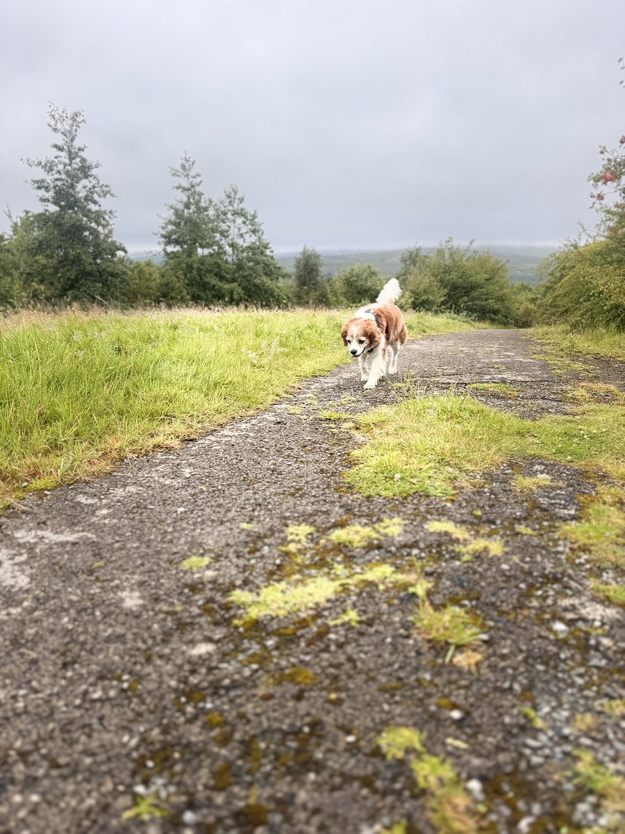 StanleytheC's tweet photo. Morning holiday walkies and sniffs 😃🐾😃 said hello to the sheep’s and horsies 🐑🐴 https://t.co/KvwnNI2hPy