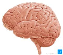 emilio_delrio's tweet image. "Cerebro" viene del latín CEREBRUM, de una raíz indoeuropea que designa la médula o tuétano del cráneo, algo así como “la médula de la cabeza”
En griego es enképhalos, "dentro de la cabeza"
Hoy es el #diamundialdelcerebro
Se dona aparte. Yo soy donante
👉fundacioncien.es/colabora/donac…