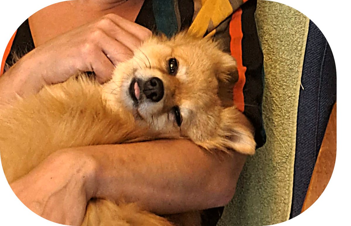 PetPowerEU's tweet image. Meet Abby, this cutie has joined our #BestBuddies photo contest for the second time 😍
Don't forget to enter your pet pics too!
More info: pet-power.eu/updates/best-b…