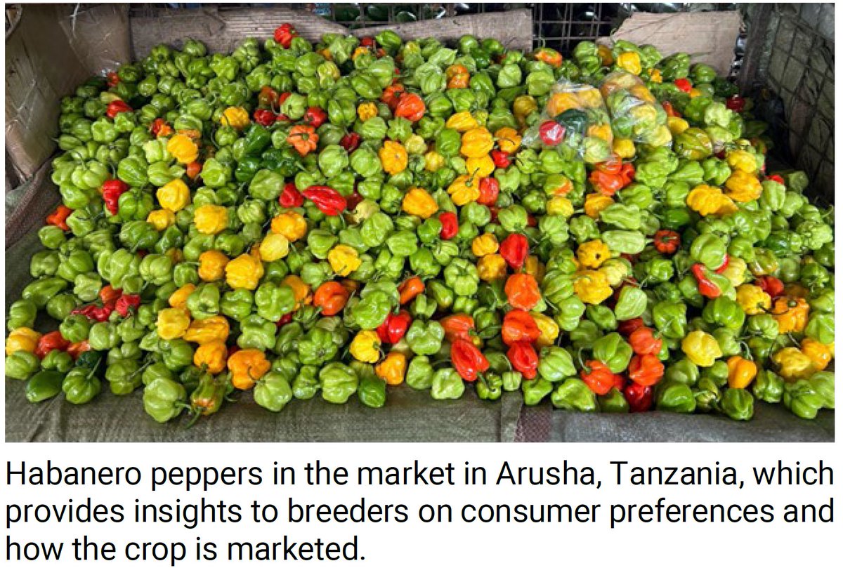 CGIARbreeding's tweet image. 🌶️🍅 #VegetableBreeding must align with both farmers & processors
👨🌾 Farmers want yield, resilience & adaptability
🏭 Processors need consistency, shelf life & sensory traits
@WorldVegCenter bridges the gap! Read #MarketIntelligence brief to learn more: cgspace.cgiar.org/items/a4cdb32a…