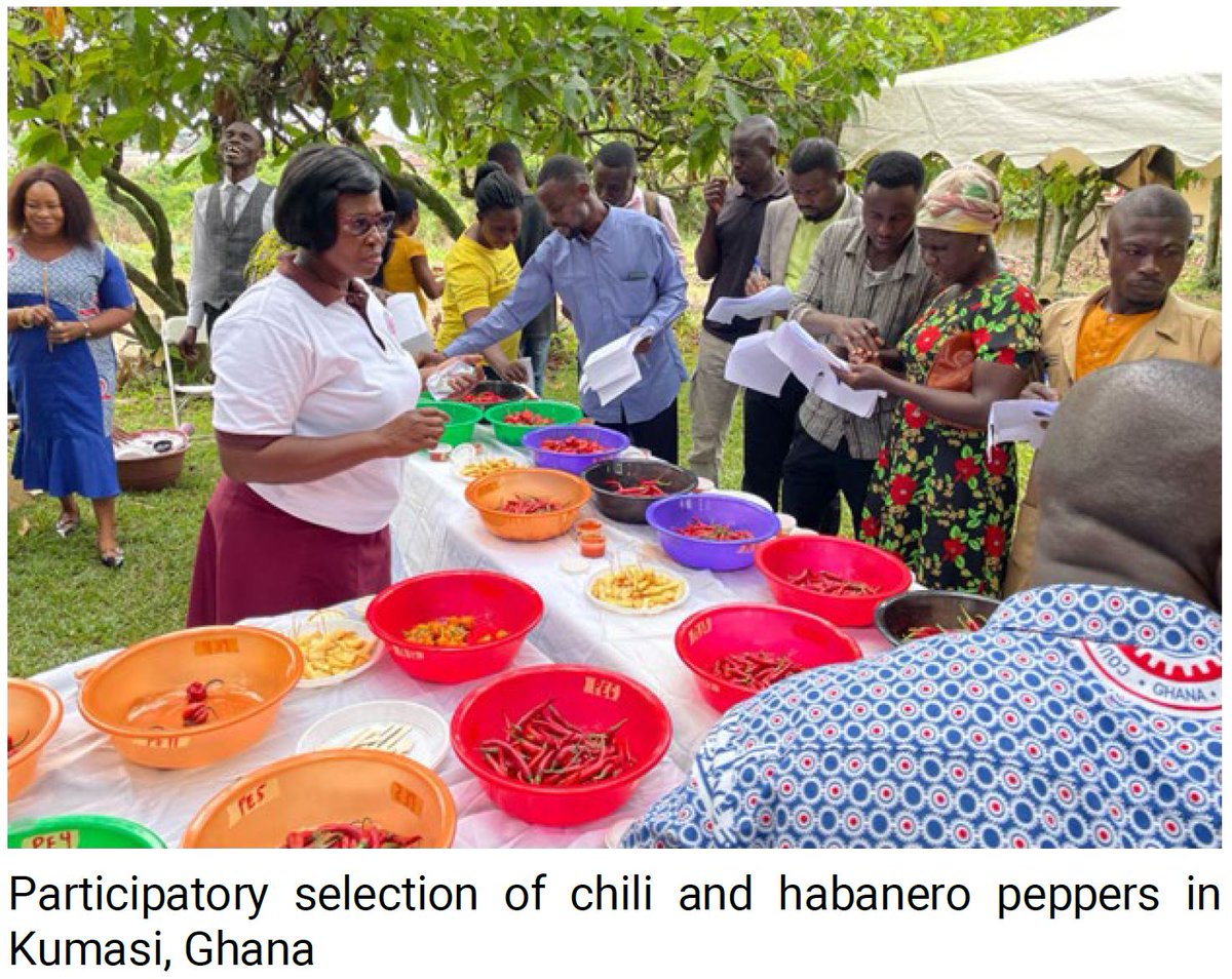 CGIARbreeding's tweet image. 🌶️🍅 #VegetableBreeding must align with both farmers & processors
👨🌾 Farmers want yield, resilience & adaptability
🏭 Processors need consistency, shelf life & sensory traits
@WorldVegCenter bridges the gap! Read #MarketIntelligence brief to learn more: cgspace.cgiar.org/items/a4cdb32a…