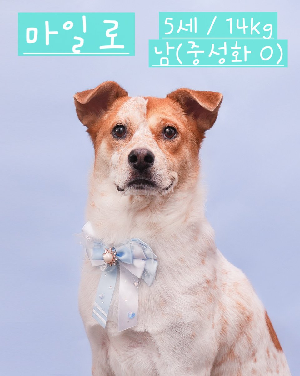 milolucky5's tweet image. 2024년 8월
심장사상충 말기로 발견된 공사장 방치견 마일로가
수술과 긴 치료를 마치고 건강을 회복해
드디어 정식 입양 신청을 받기 시작했어요
사람을 좋아하는 마일로가 평생 가족을 만날 수 있게 많이 공유해주세요!
입양신청서: forms.gle/sSkgwQbvmn7jo9…
익명 문의: spin-spin.com/Milo_lucky5
