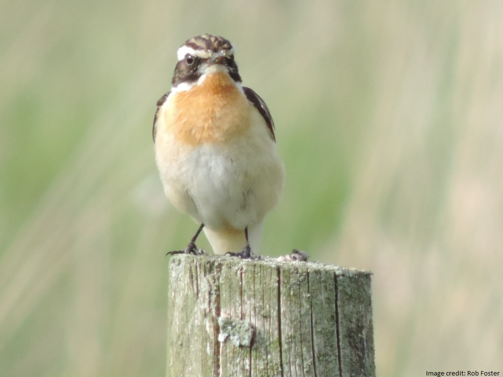 BBS_birds's tweet image. Thanks so much to Rob Foster for sending us these images of a smart male Whinchat that he encountered on one of his BBS squares in the Pennines this year. Find out more about this species here: bto.org/learn/about-bi… @_BTO @JNCC_UK @RSPBScience