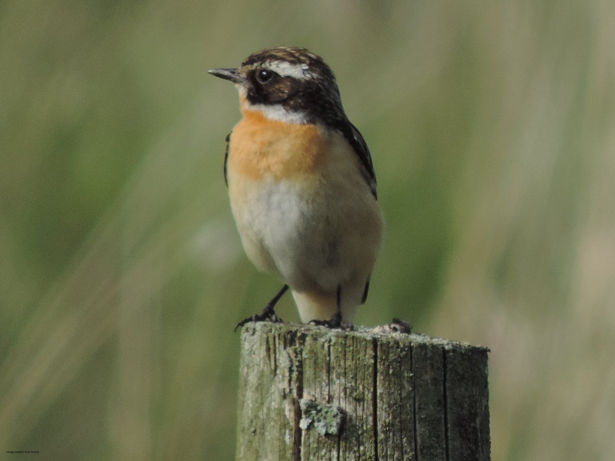 BBS_birds's tweet image. Thanks so much to Rob Foster for sending us these images of a smart male Whinchat that he encountered on one of his BBS squares in the Pennines this year. Find out more about this species here: bto.org/learn/about-bi… @_BTO @JNCC_UK @RSPBScience
