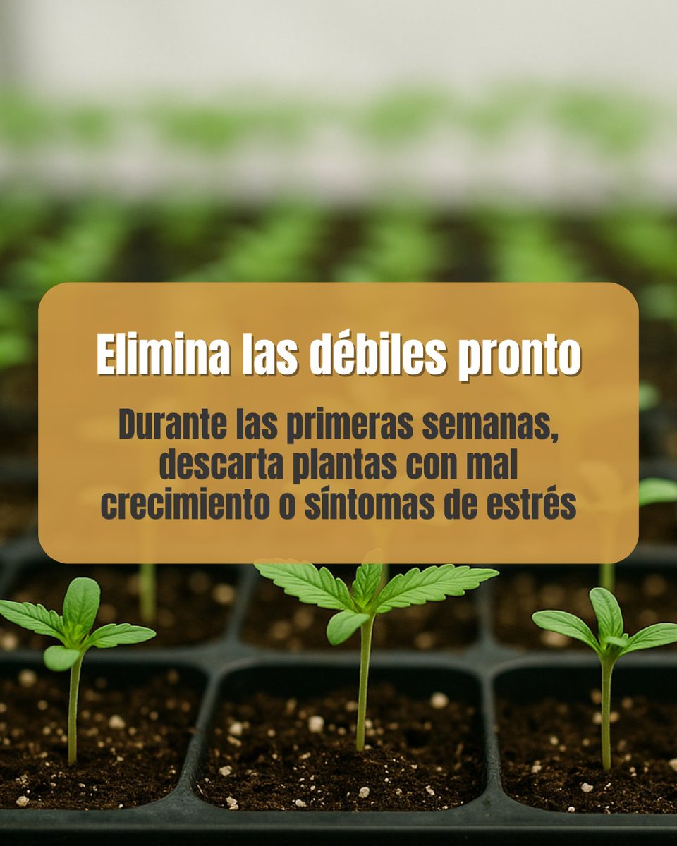 BB_Seeds's tweet photo. Escoger una planta madre no es suerte, es técnica. 🌱
¿Sabes en qué debes fijarte para elegir la mejor?
Te lo explicamos paso a paso en este carrusel.
📲 Swipe y toma nota.
#hilo
@revistacanamo 
#cultivoindoor #plantamadre #growtips #ThePureFactory #geneticaselecta #growerslife https://t.co/AXtWP0m3rt